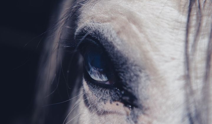 Tik-Tok est-il le cheval de Troie machiavélique du Parti Communiste Chinois pour que sa prochaine génération domine le Monde ?